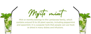 Mojito Mint - Health Benefits, Uses and Important Facts