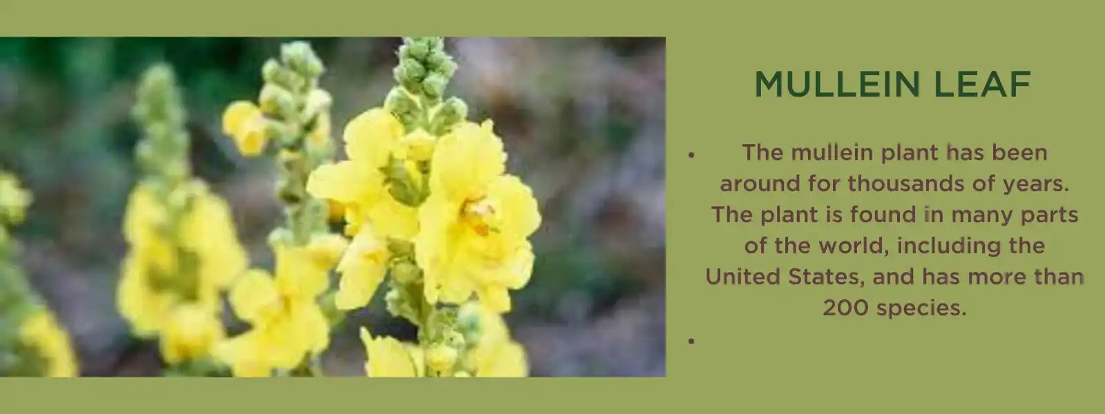 Mullein leaves- Health Benefits, Uses and Important Facts