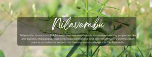 Nilavembu - Health Benefits, Uses and Important Facts