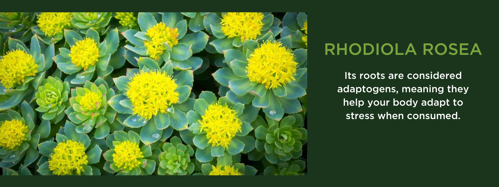 Rhodiola rosea - Health Benefits, Uses and Important Facts