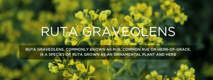 Ruta graveolens - Health Benefits, Uses and Important Facts