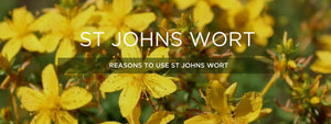 St john's wort - Health Benefits, Uses and Important Facts
