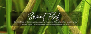 Sweet Flag- Health Benefits, Uses and Important Facts