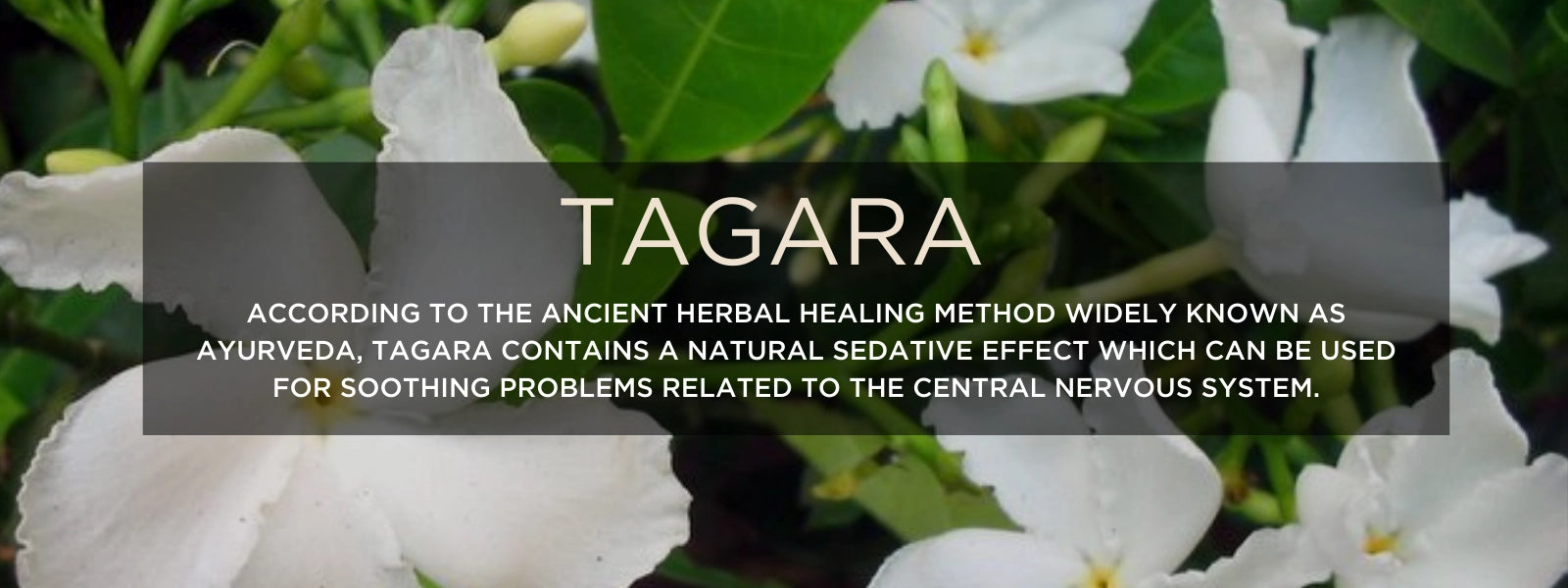 Tagar - Health Benefits, Uses and Important Facts