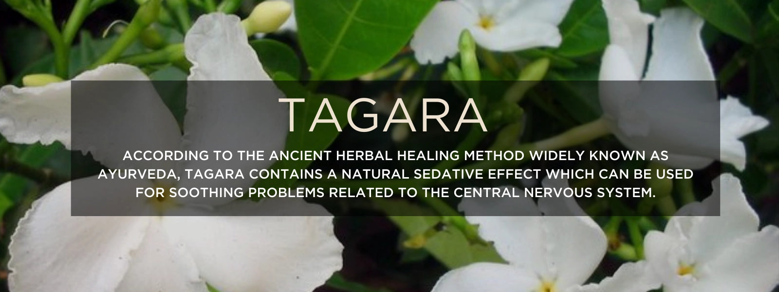Tagar - Health Benefits, Uses and Important Facts - PotsandPans India