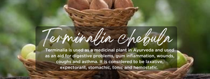 Terminalia Chebula- Health Benefits, Uses and Important Facts