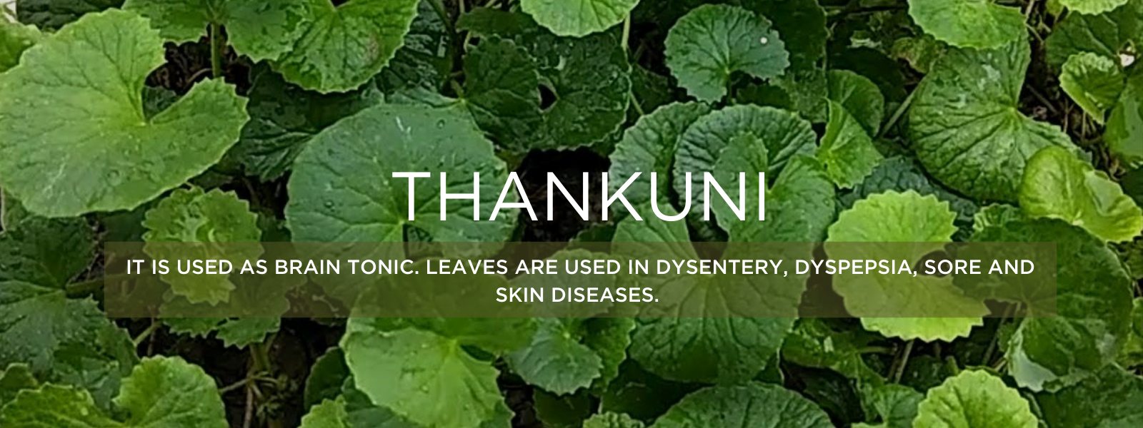 Thankuni - Health Benefits, Uses and Important Facts