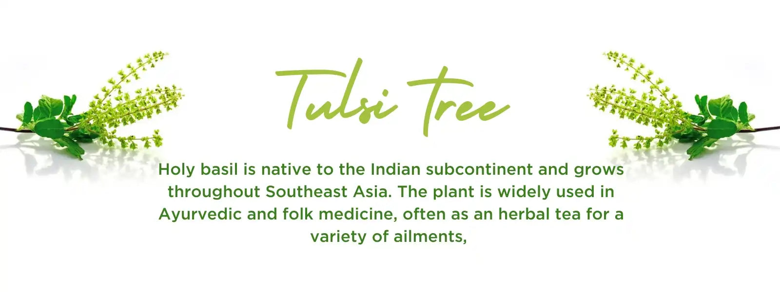 Tulsi tree - Health Benefits, Uses and Important Facts