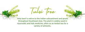 Tulsi tree - Health Benefits, Uses and Important Facts