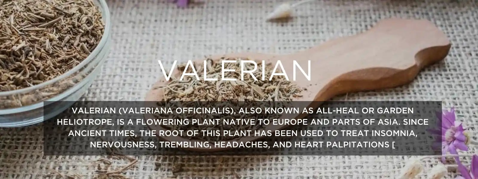 Valerian Health Benefits, Uses and Important Facts PotsandPans India