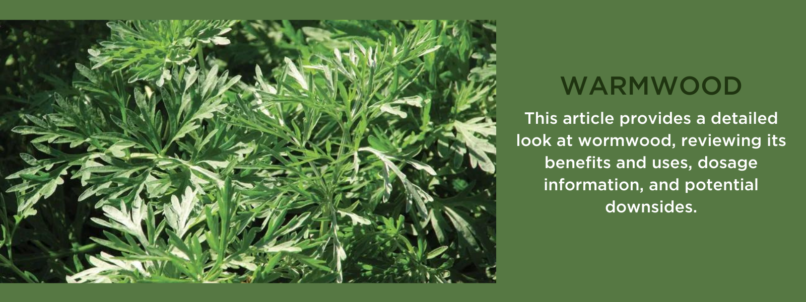 Wormwood - Health Benefits, Uses and Important Facts