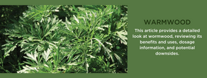 Wormwood - Health Benefits, Uses and Important Facts