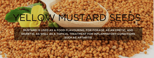 Yellow Mustard - Health Benefits, Uses and Important Facts